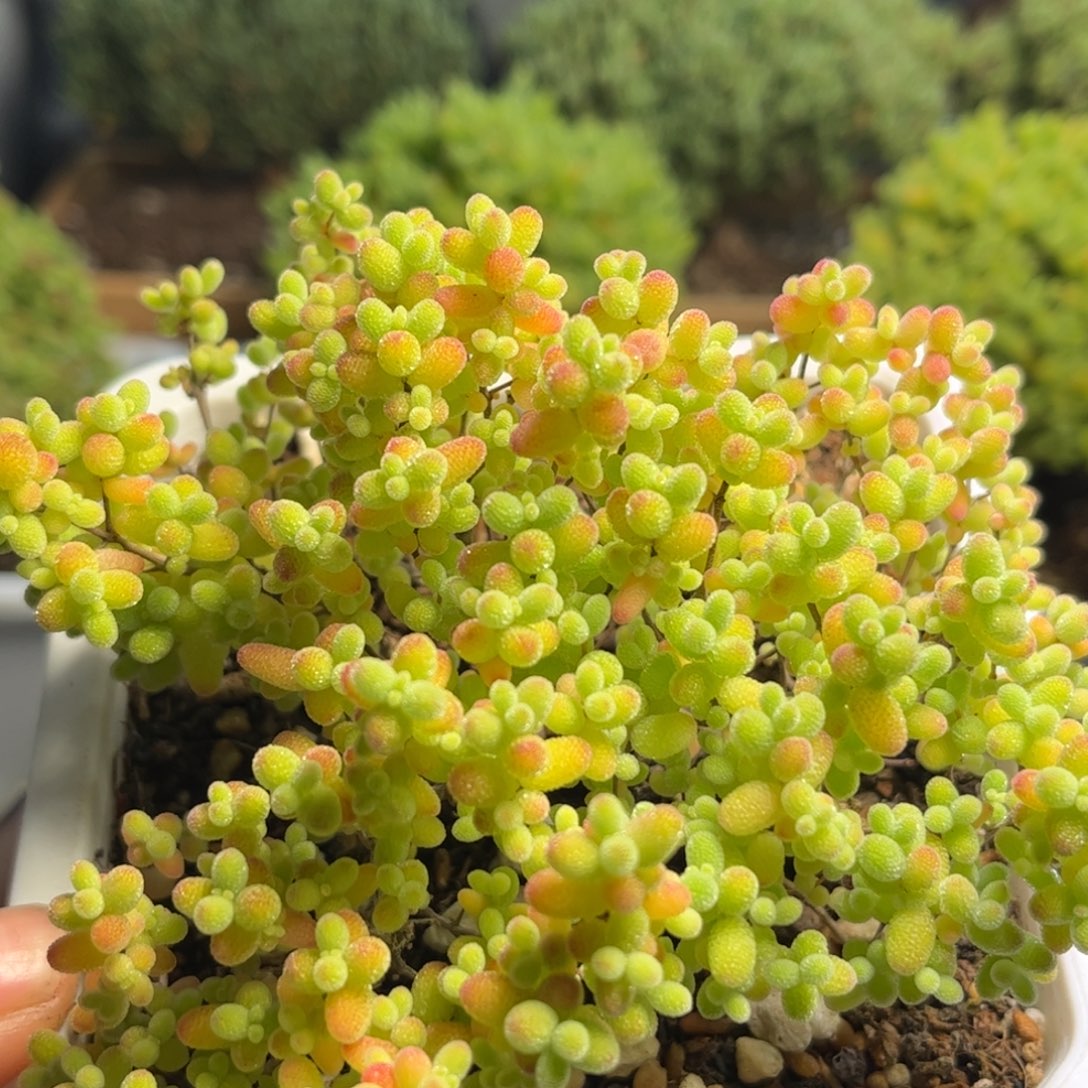 17蜜桔糖球优选枝干