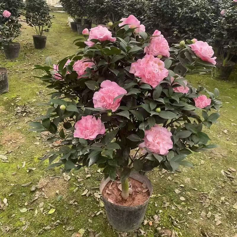 香妃茶花浓香型四季长青室内外植物直播间一物一拍