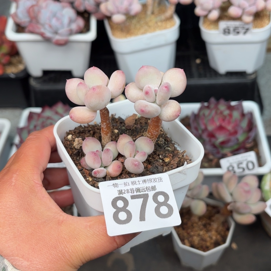 苹果奶老桩无盆土发货