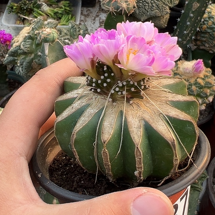 苗接松针牡丹仙人球876