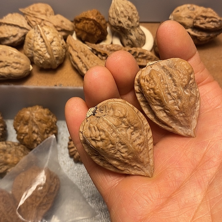 吊坠文玩核桃不错