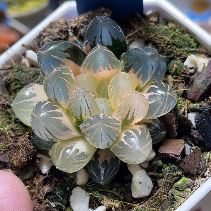 604糊斑霓虹灯锦特选福利