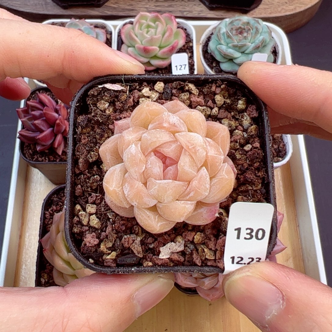 好好看130、哈哈哈哈