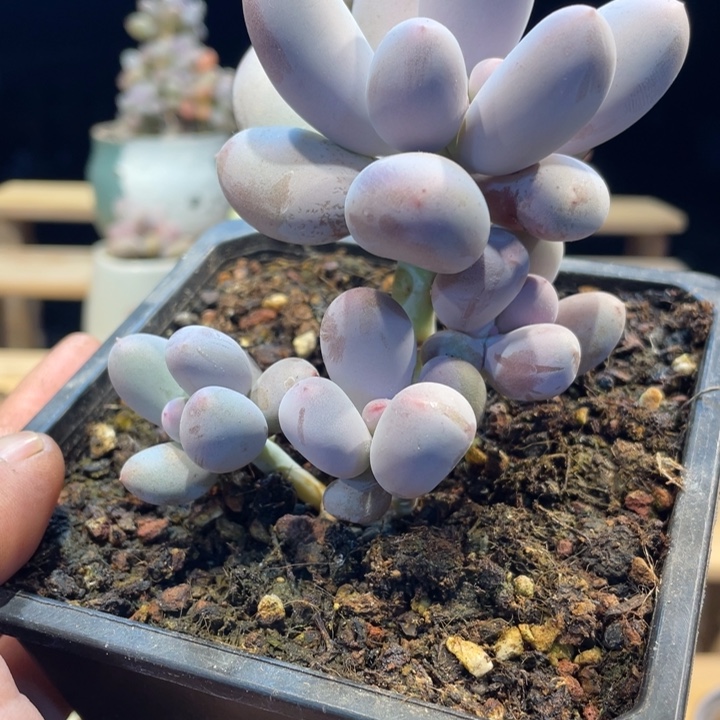 米可奶521号的多肉啊啊啊