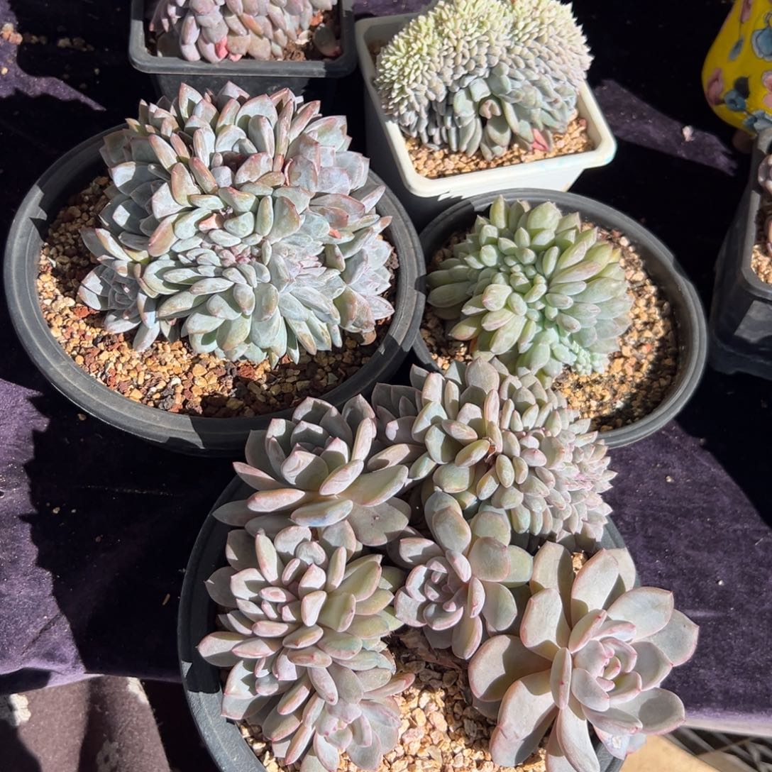 阳***烈新年快乐 新年快乐一组5颗200