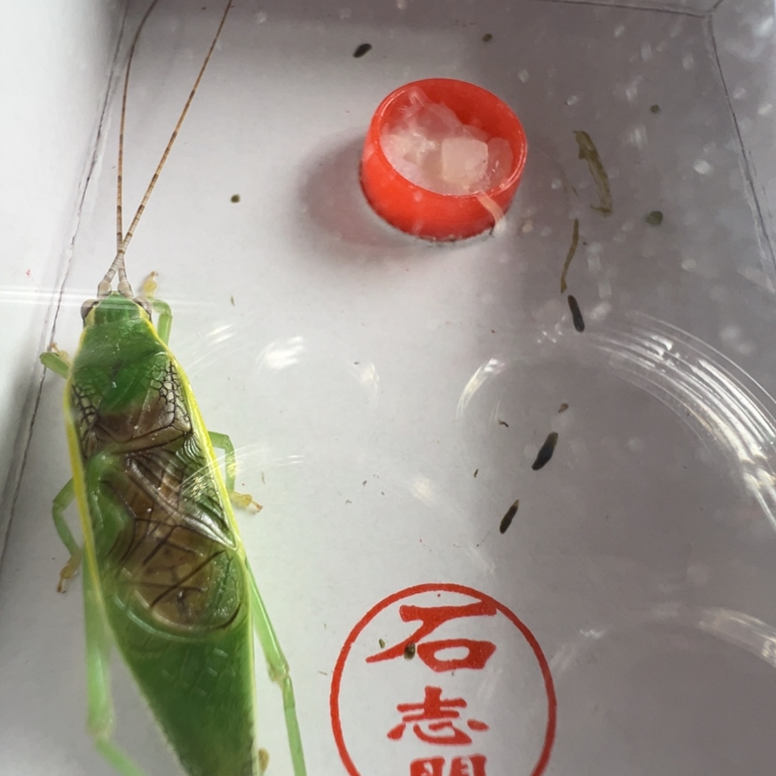 蟋蟀一只石老师长须金钟