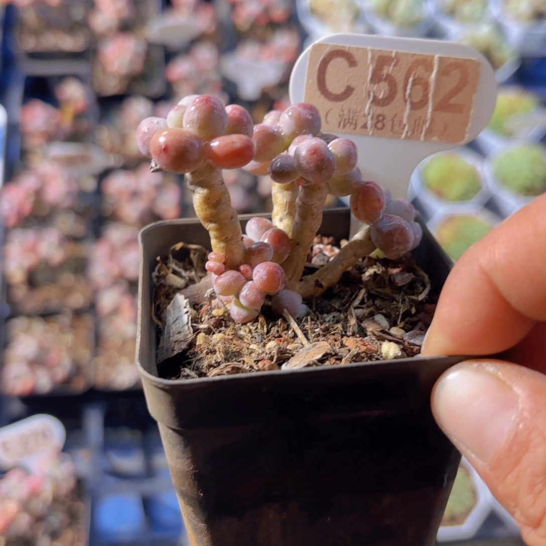 C562苹果奶一物一拍
