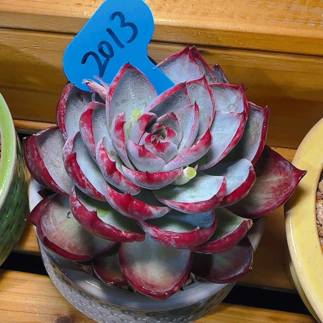 惊鸿仙子一物一拍2013号