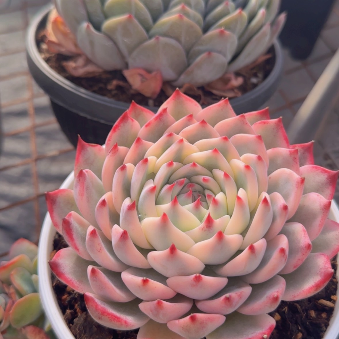 【闪购商品】吉娃娃锦99