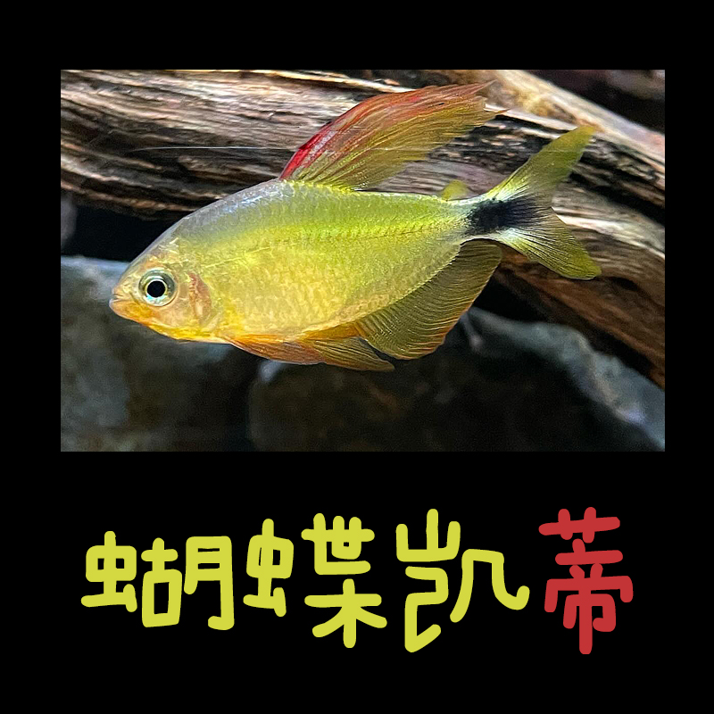 蝴蝶虎鱼凯蒂公鱼观赏鱼