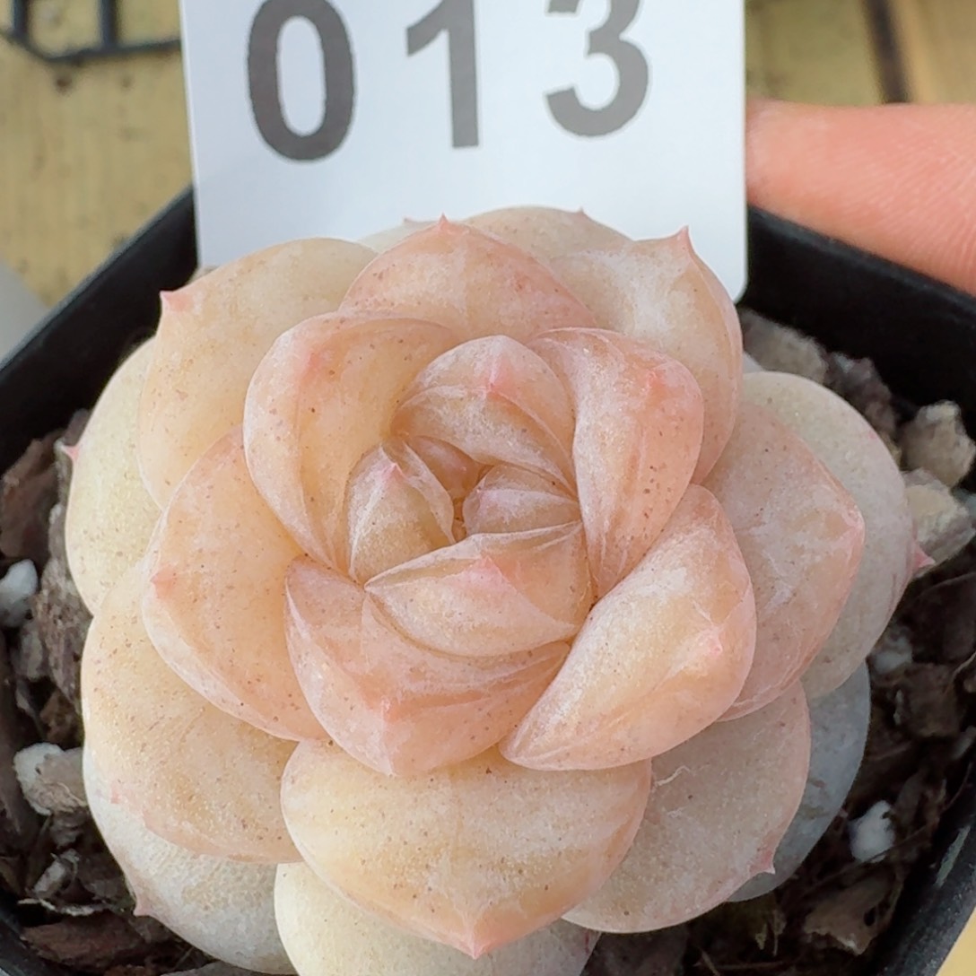 桃乐乐         精品多肉