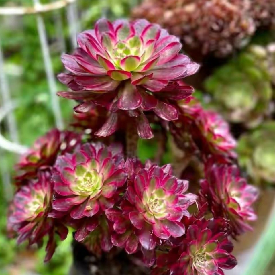 红胭脂法师老桩红腹轮锦美杜莎粉女巫欧嘉莉多肉植物