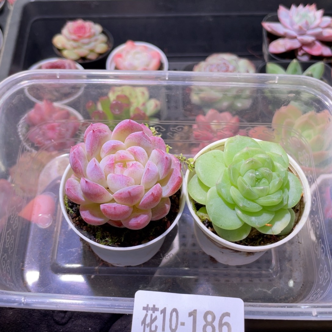 花利美10-186框拍2颗