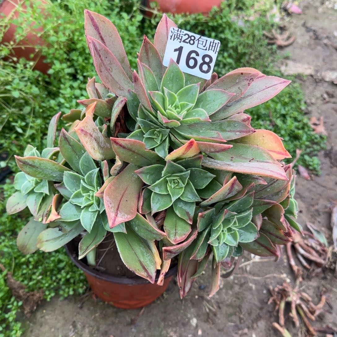 红叶多肉168满28包邮断枝不包