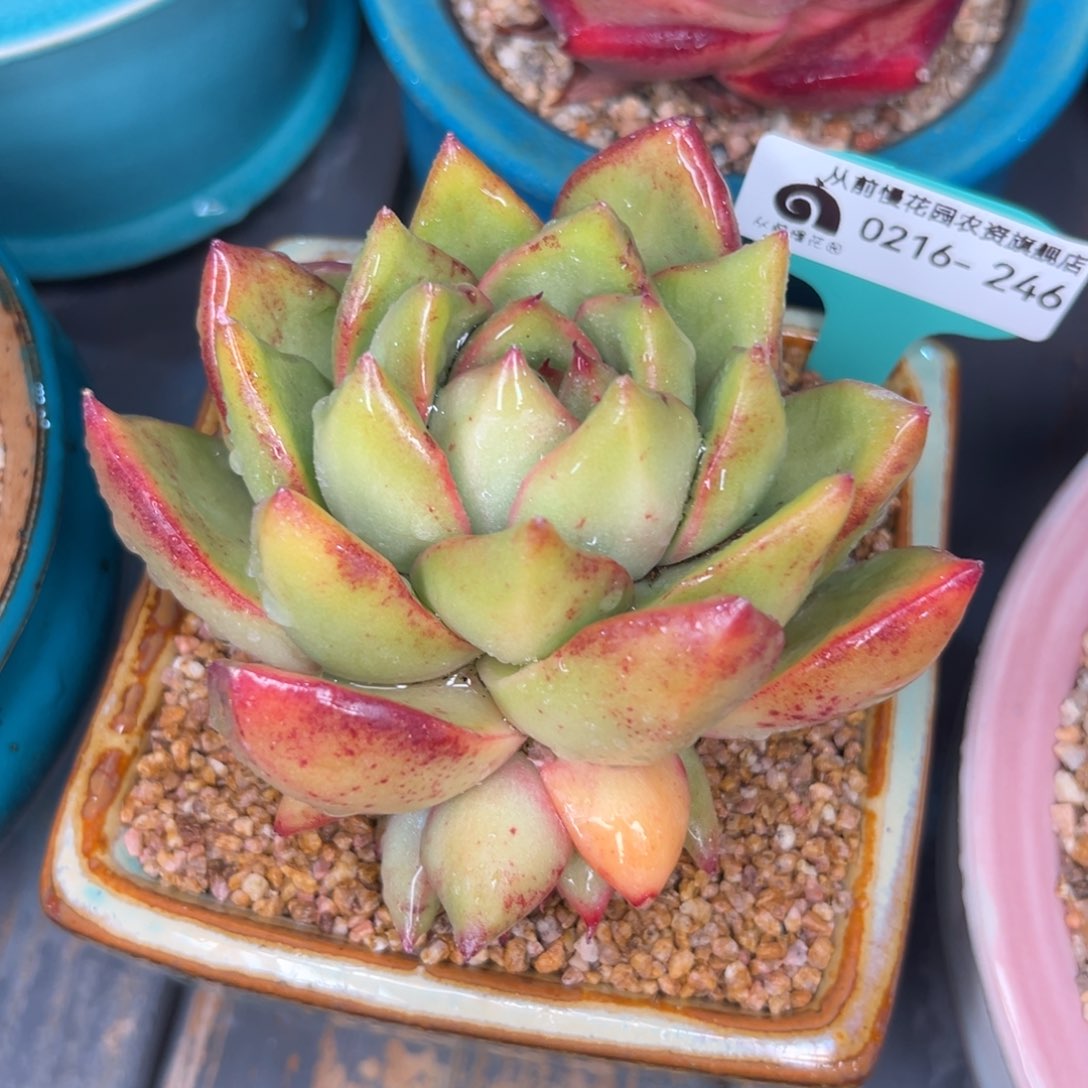 多肉一物一拍0216-246