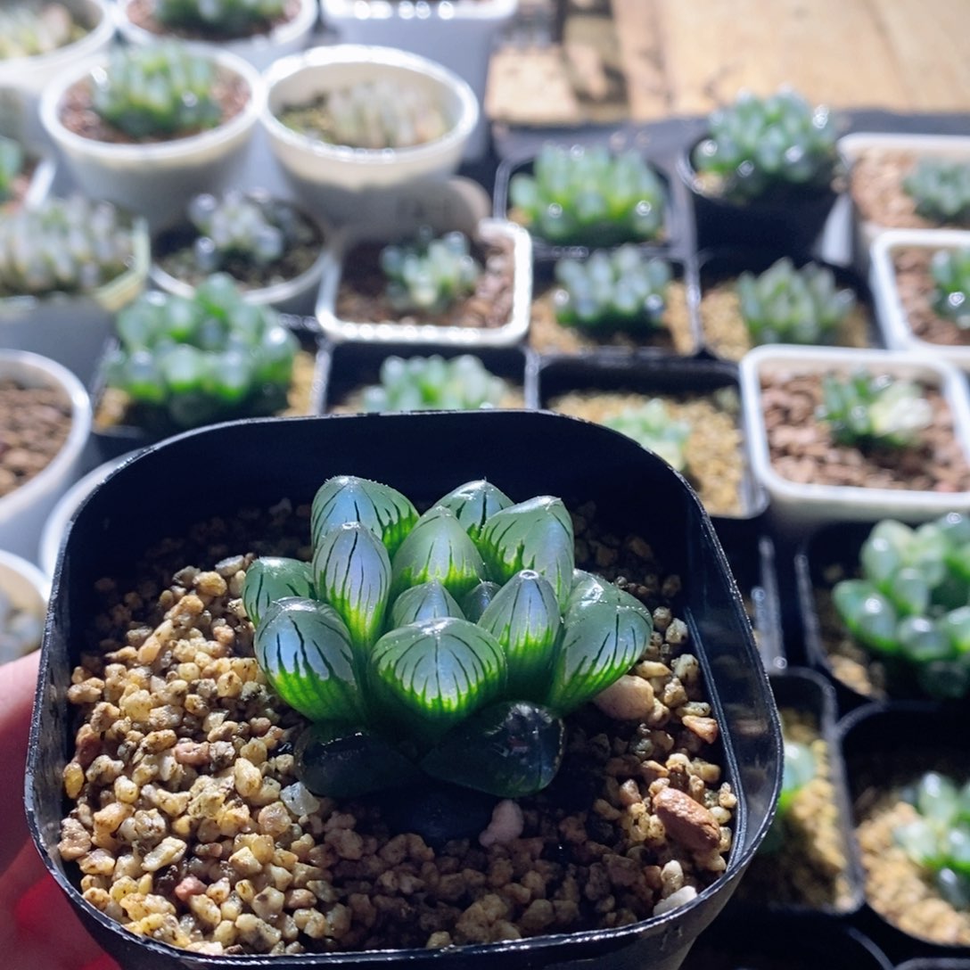 实生玉露透窗透蓝实