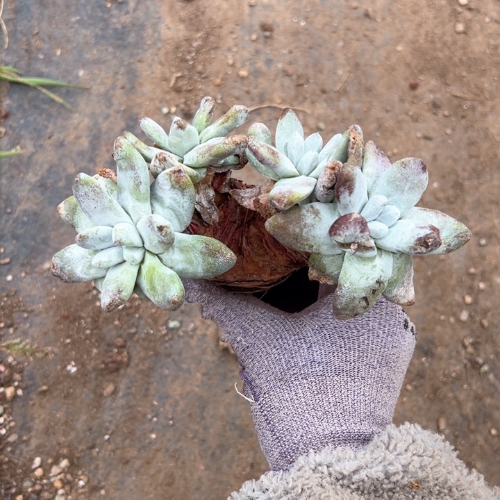 911四头拇指哈哈哈哈哈哈哈 