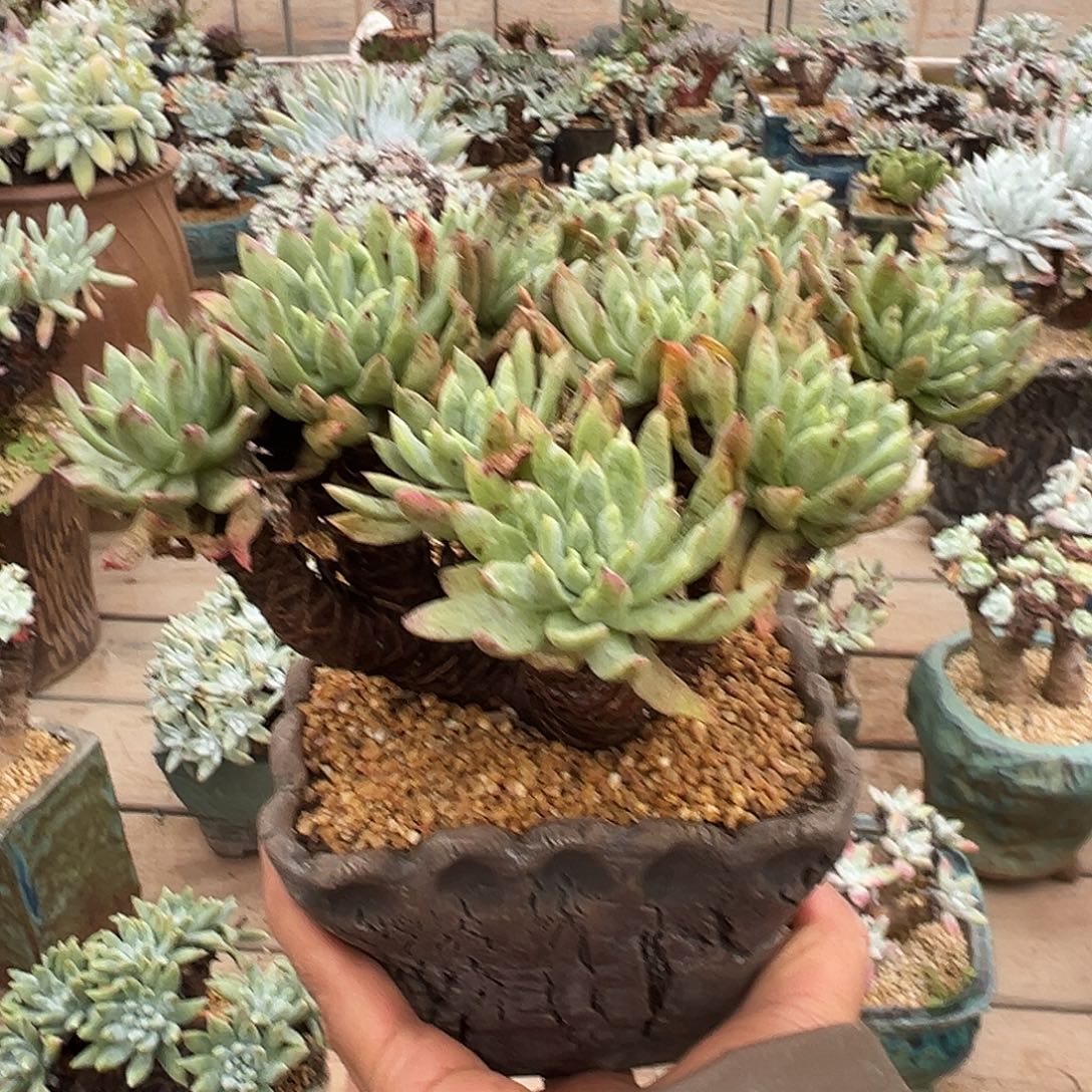 7706绿菊苹果叶仙女杯