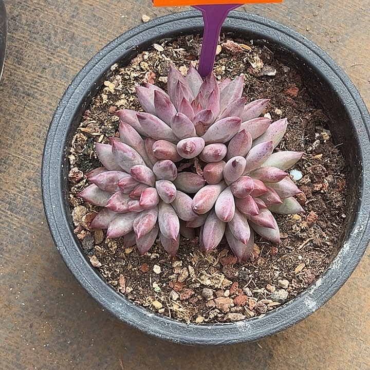 c***k多肉植物虞美人558