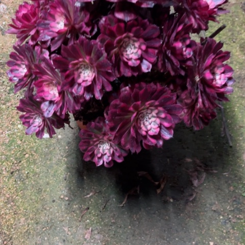 多肉植物红彤白锦。