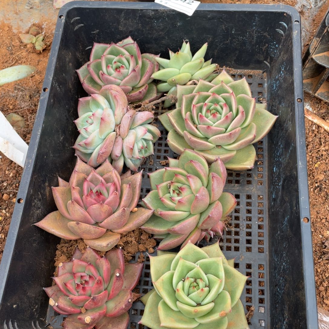 无花朵若茹东云单拍E042