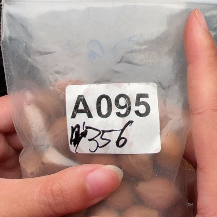 谁***谁橄榄核手串/手链橄榄