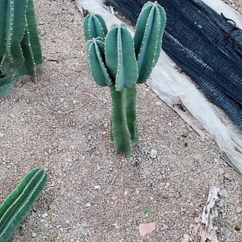 65公分左右老桩量天尺