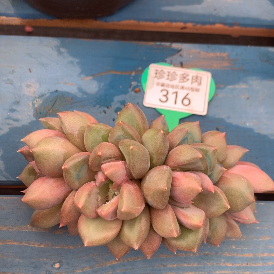 红象牙矮桩平头316