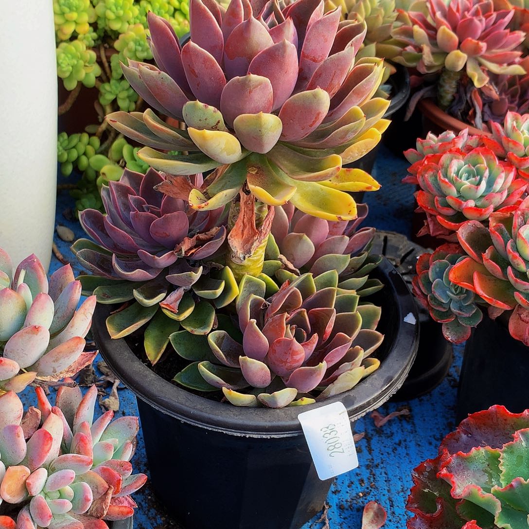 是***光      紫气东来多肉28038