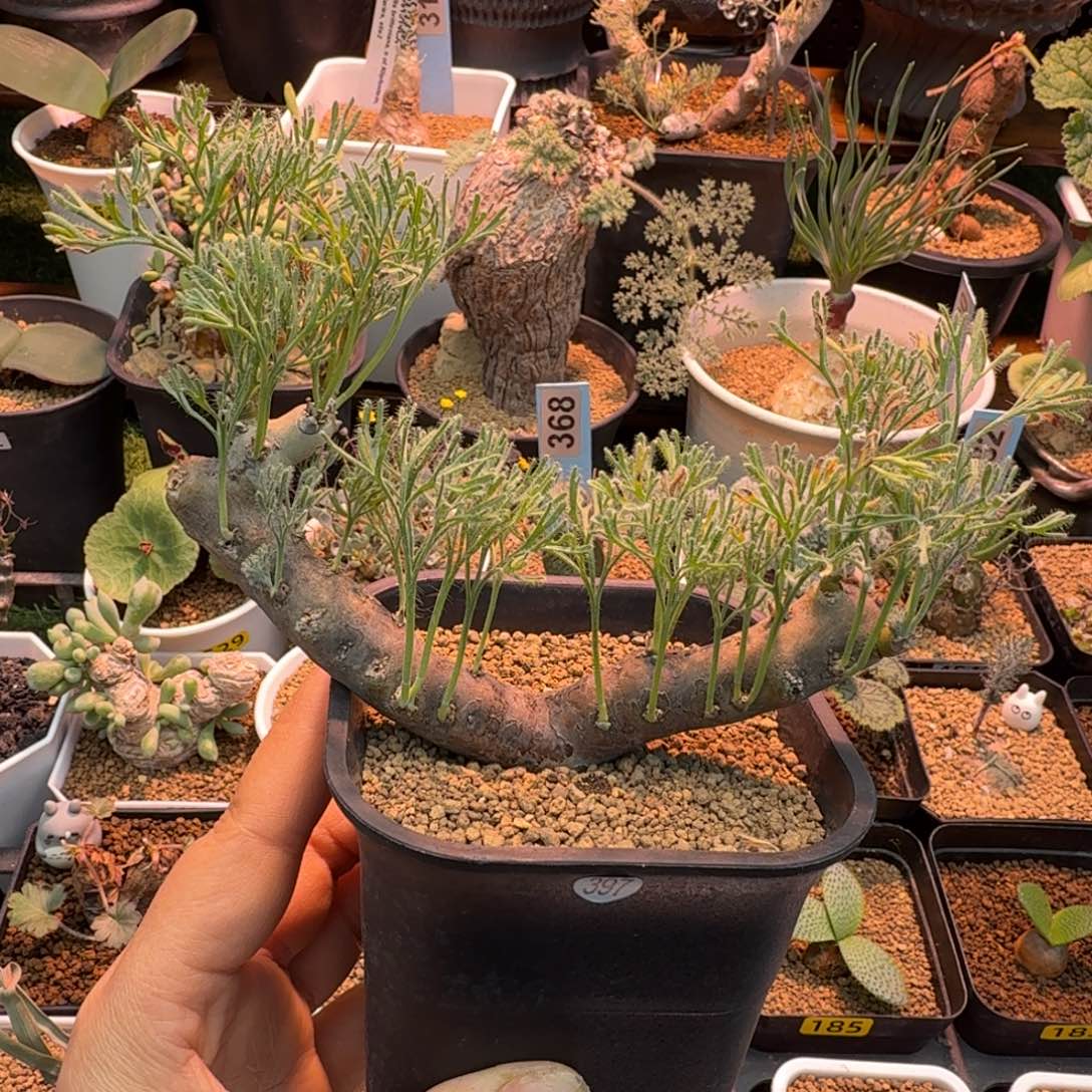 黑皮月界397 仙人掌