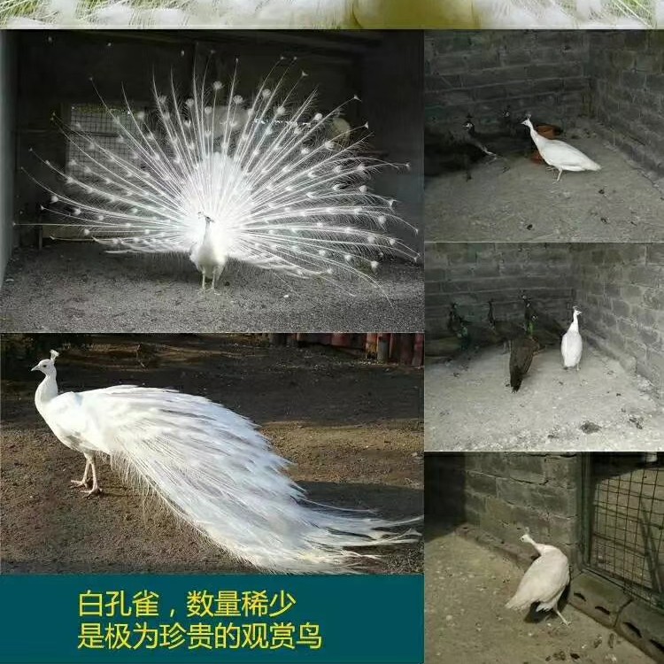 京东包邮6个月精品白孔雀