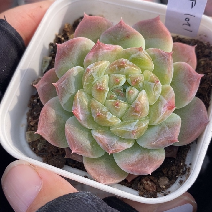 1201-525，冰魄1个