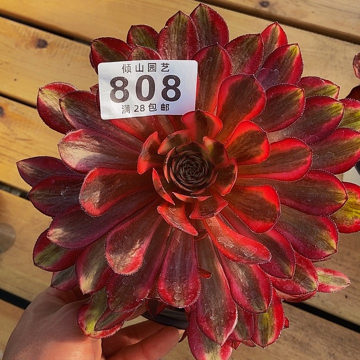 808号多肉白月光