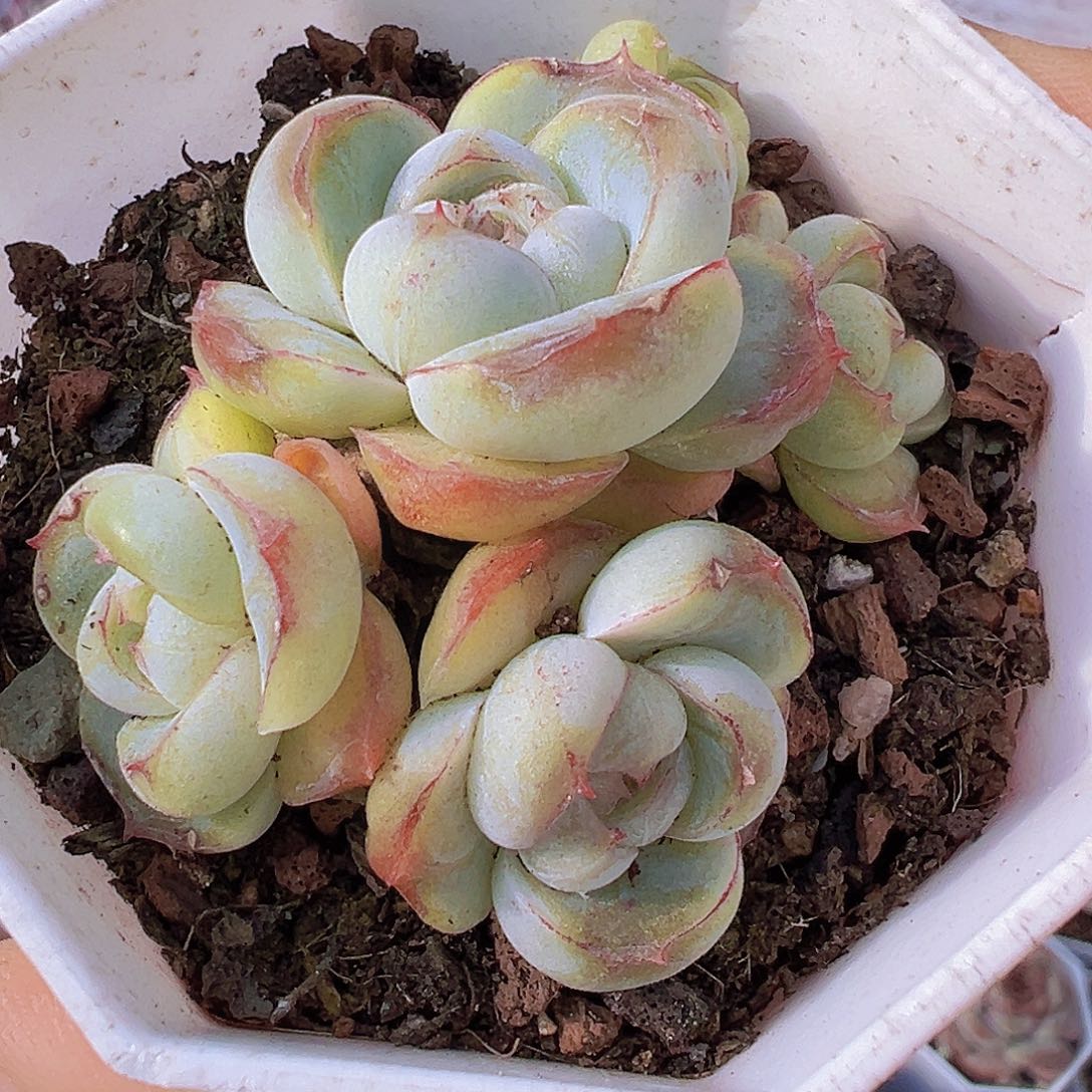 胖虎群19包邮多肉植物