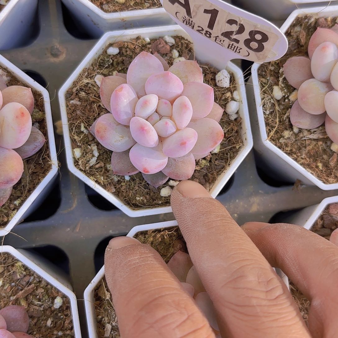 A128半夏一物一拍