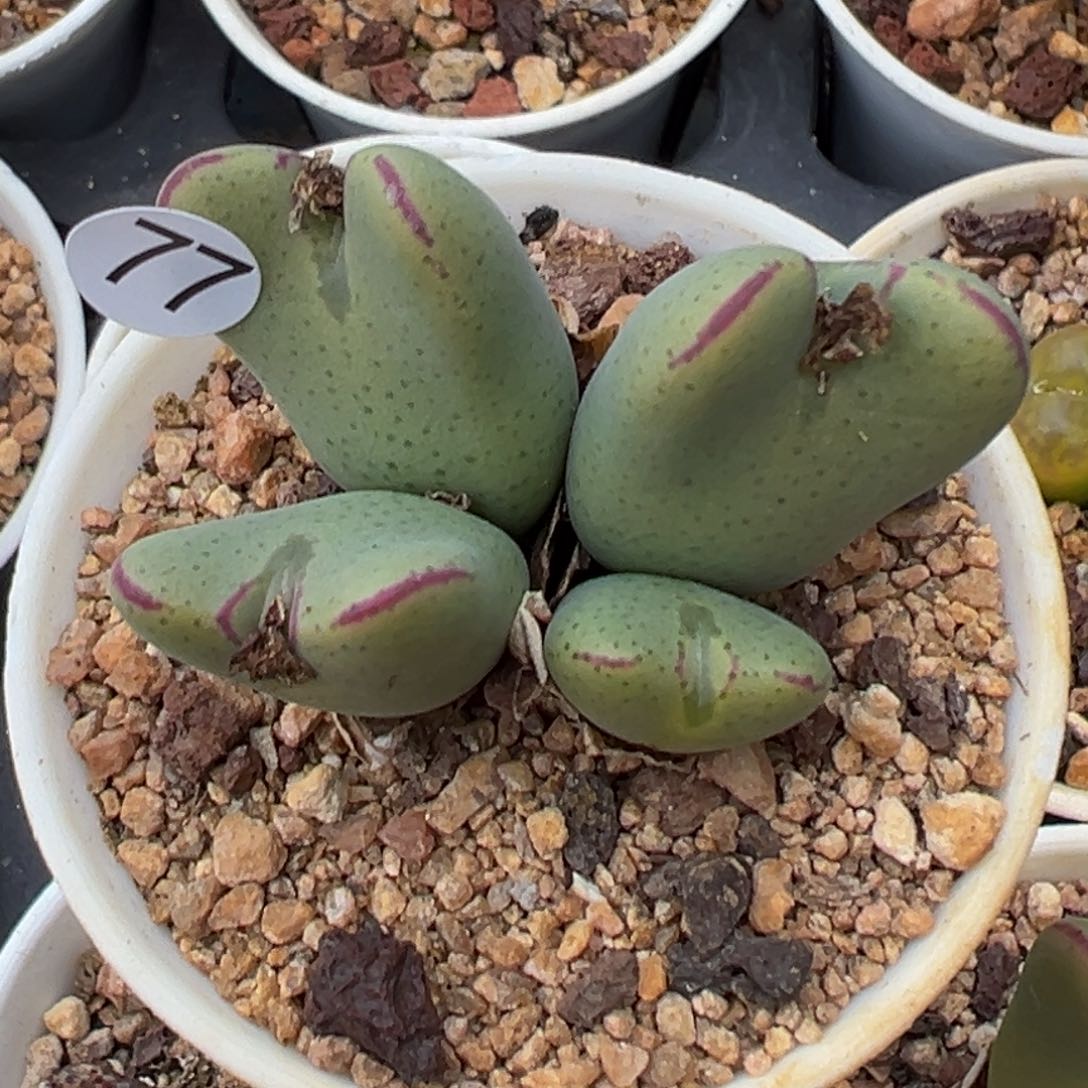 多肉植物111111111111111