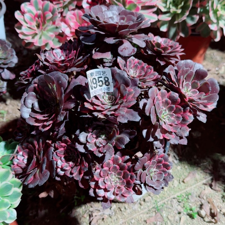 空***城958红金刚变异官服25左右2