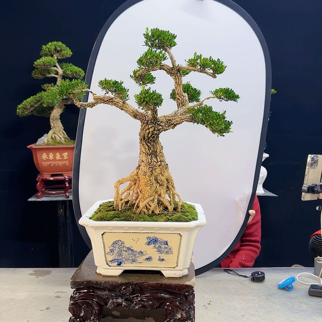 高端盆景艺术作品