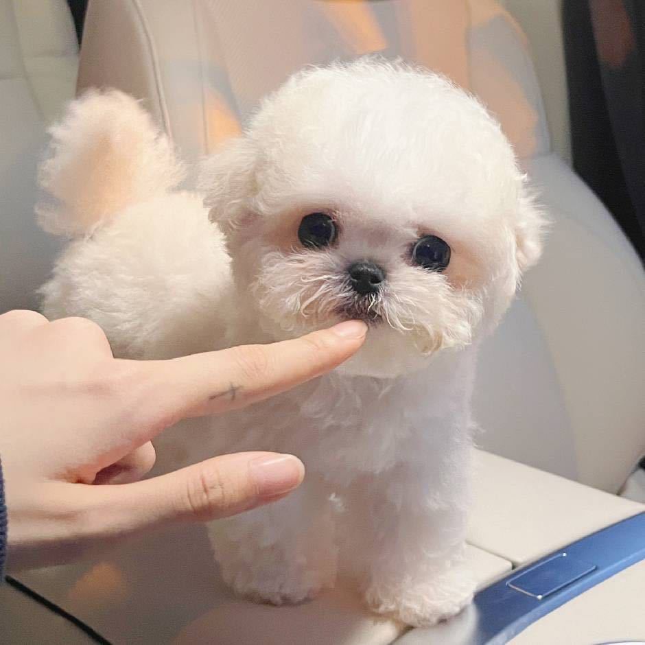【龙潭寺李氏犬业专属】自家比熊金毛雪纳瑞狗狗活体