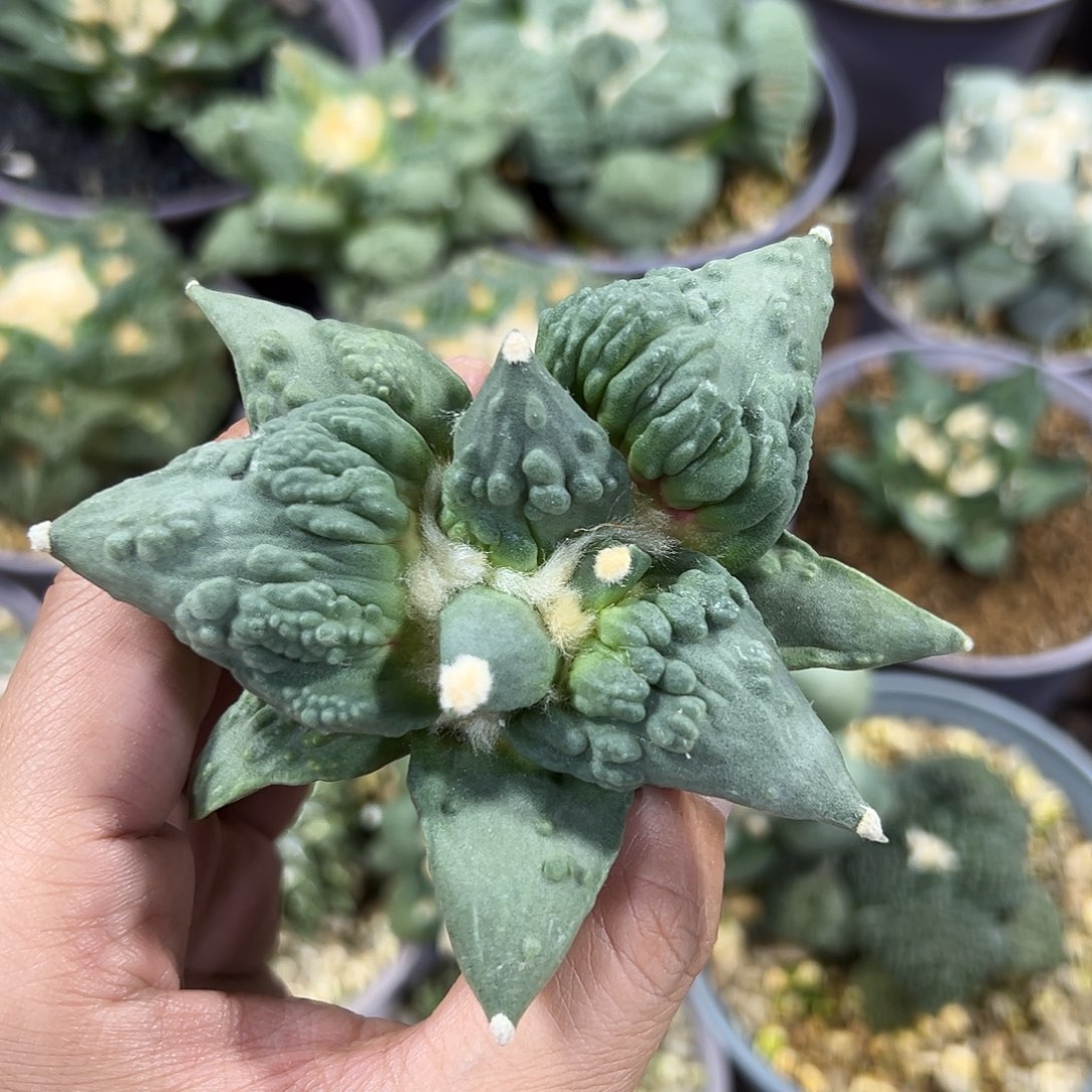 实生怒涛嘎嘎划算