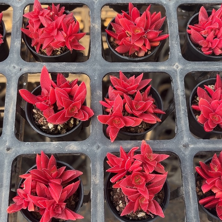 火姬五颗满12.9包邮