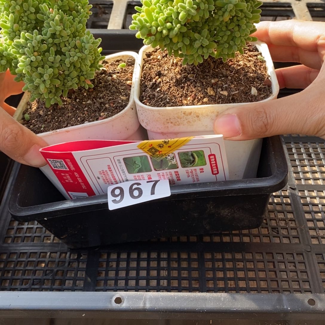 枝干番杏多肉植物967