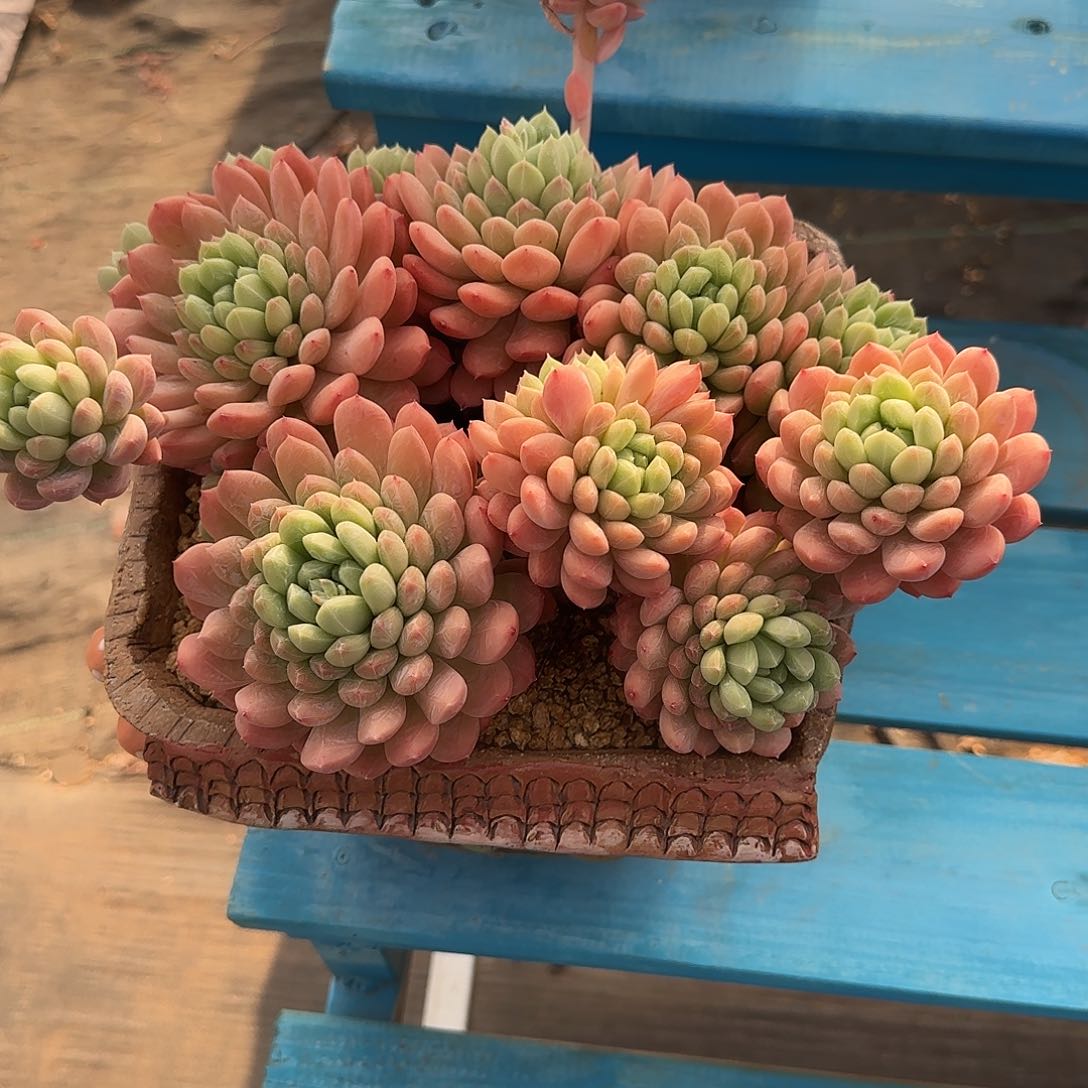 白*多肉植物百达翡翠