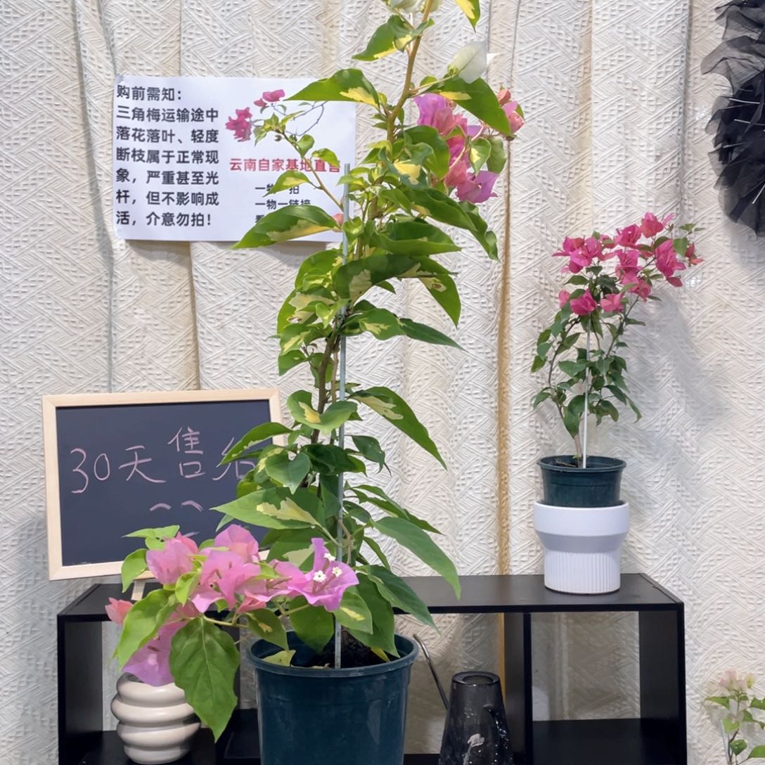 倾***光大量花朵（建议范围：8朵-15朵 或40%以上）重瓣粉1米福利