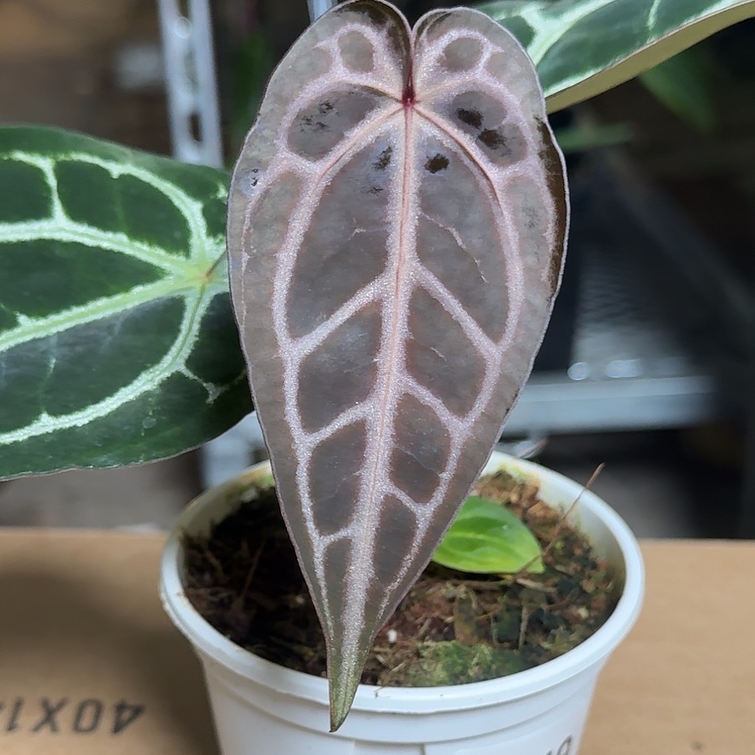 完全开放D149紫水晶杂