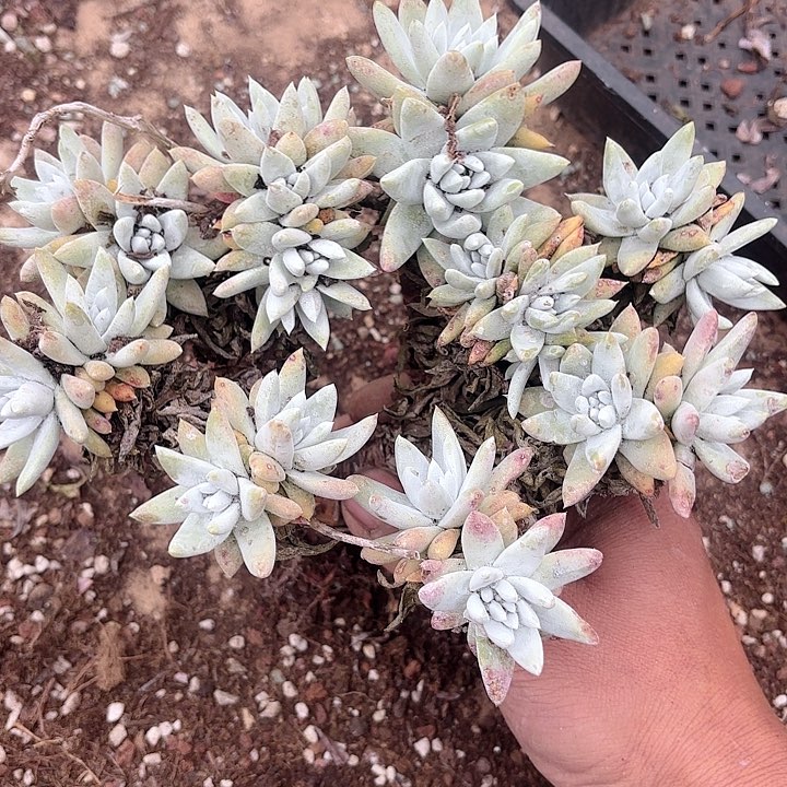 仙女杯多肉植物提取