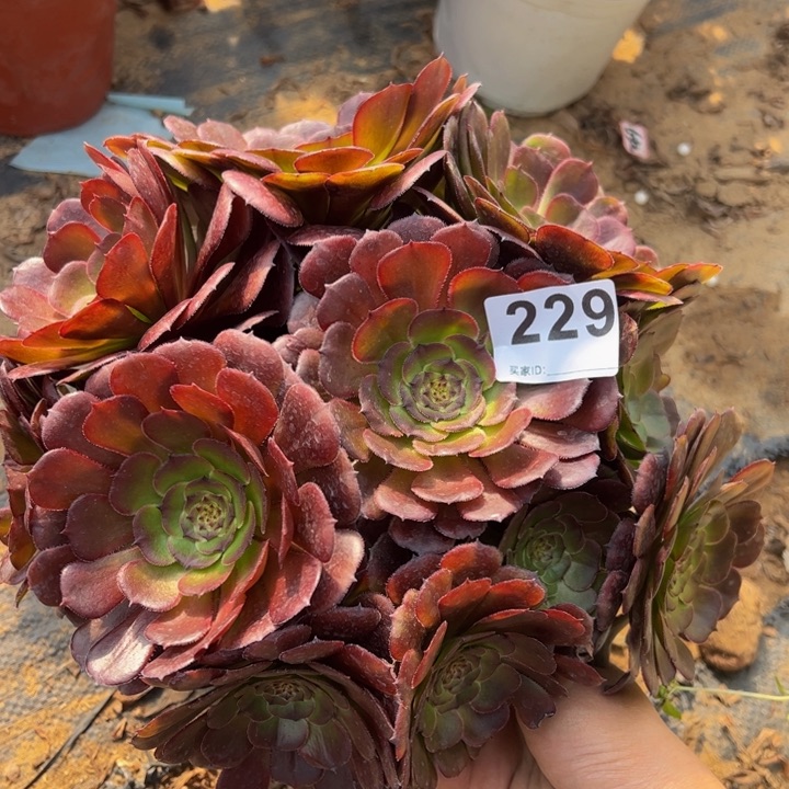 黑萝莉多肉植物229