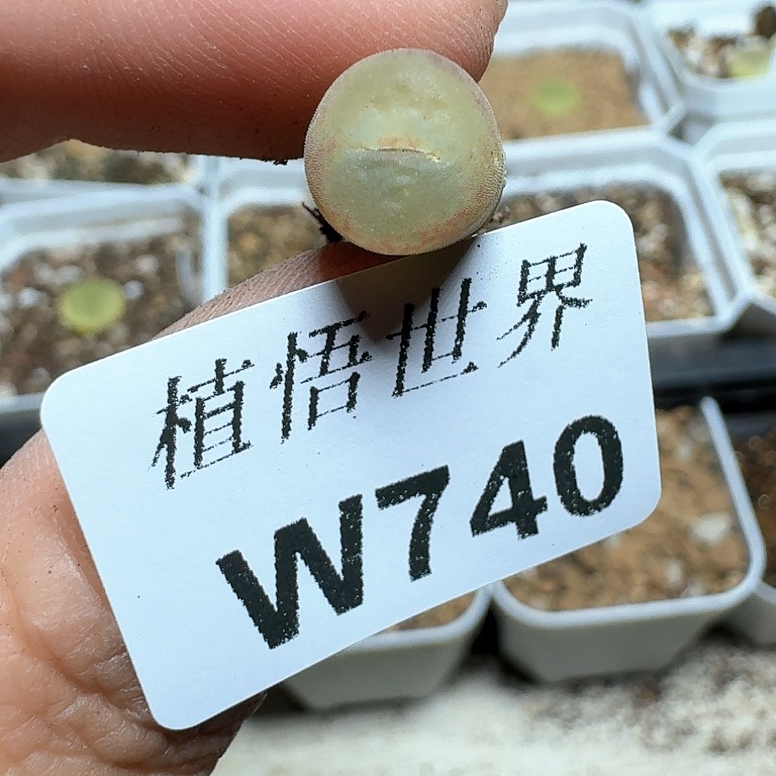 740盒多多肉植物哇c c