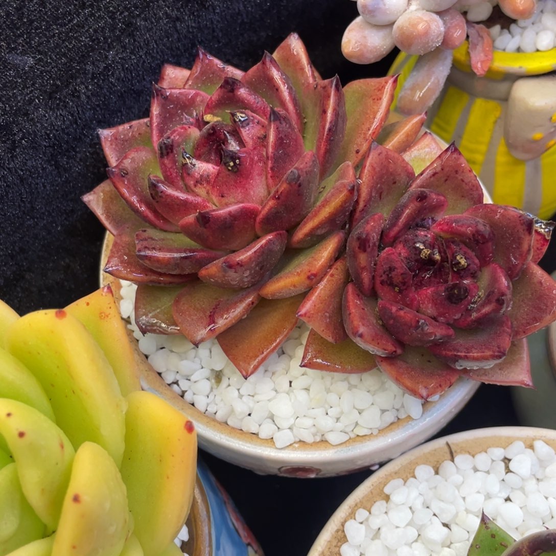 多肉植物盆栽多肉的