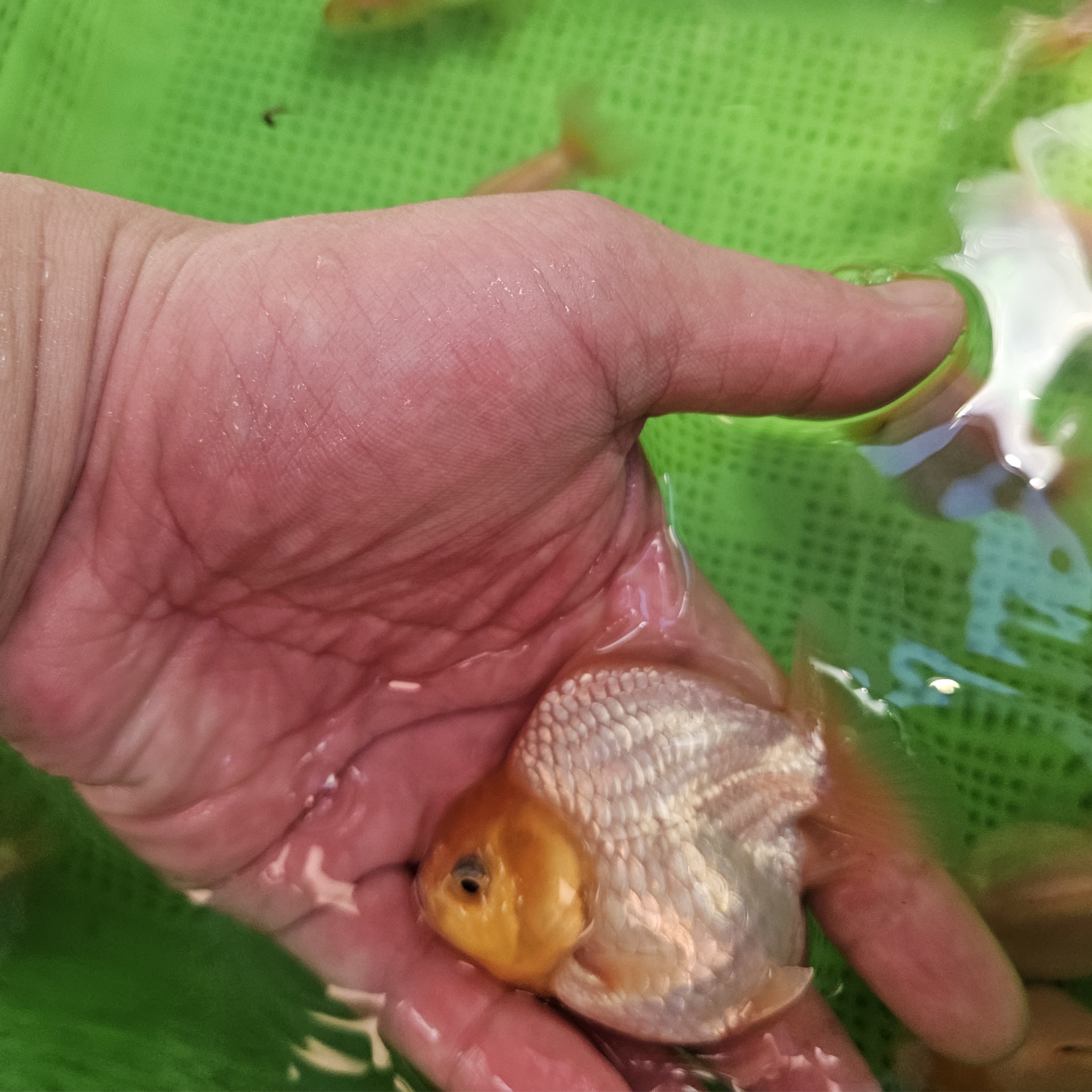 原泰bp红白泰狮f1 玉兔  直播间马印灯效果签收后录开箱视频售后 